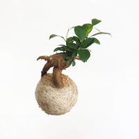hang ball ガジュマルhb-2265/ball size M（テグス付き）