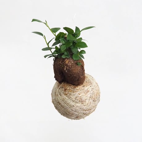 hang ball ガジュマルhb-2262/ball size M（テグス付き）