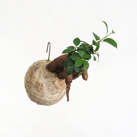hang ball ガジュマルhb-2250/ball size M（テグス付き）