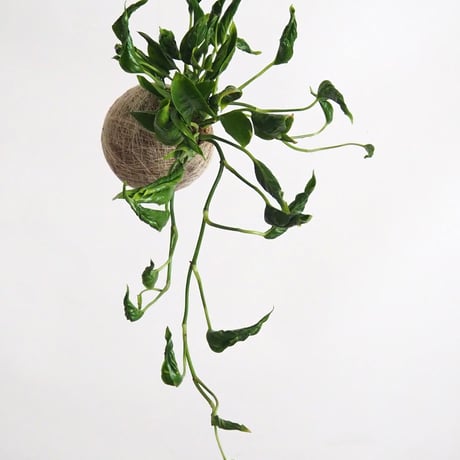 hang ball ポトス テルノシャングリラ/ball size M（テグス付き）