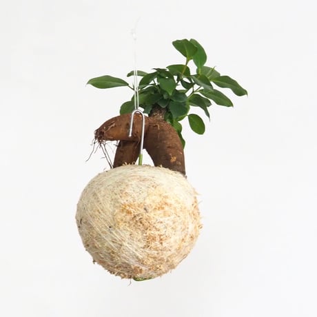 hang ball ガジュマルhb-2248/ball size M（テグス付き）