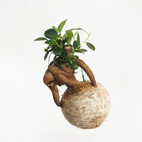 hang ball ガジュマルhb-2270/ball size M（テグス付き）