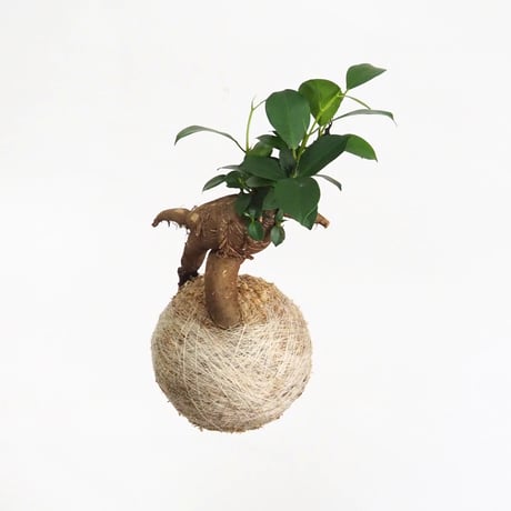 hang ball ガジュマルhb-2265/ball size M（テグス付き）