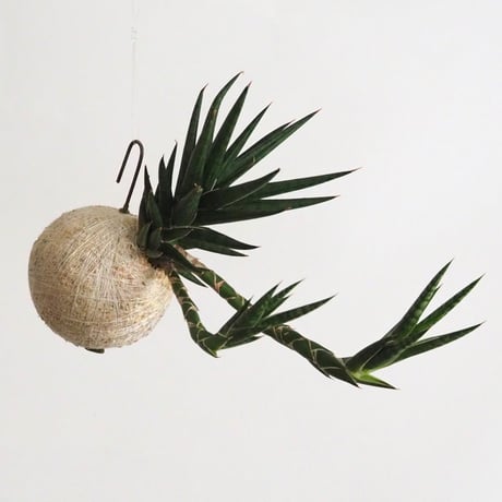 hang ball サンセベリア フランシシー/ball size S（テグス付き）