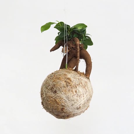 hang ball ガジュマルhb-2263/ball size M（テグス付き）