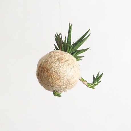 hang ball サンセベリア フランシシー/ball size S（テグス付き）