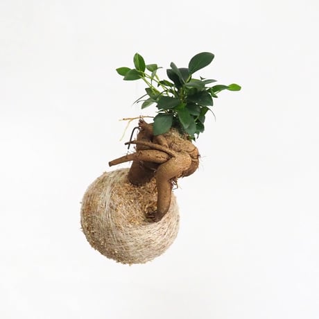 hang ball ガジュマルhb-2270/ball size M（テグス付き）