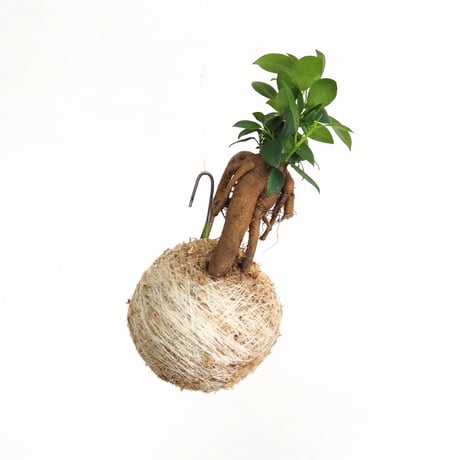 hang ball ガジュマルhb-2268/ball size M（テグス付き）