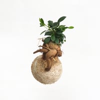 hang ball ガジュマルhb-2270/ball size M（テグス付き）
