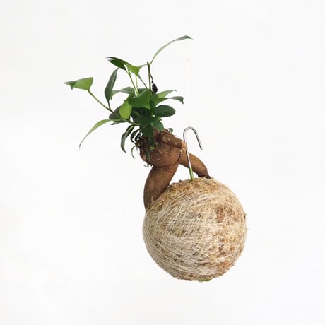 hang ball ガジュマルhb-2265/ball size M（テグス付き）