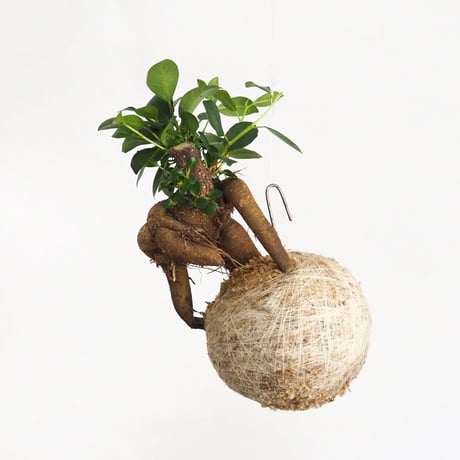 hang ball ガジュマルhb-2270/ball size M（テグス付き）