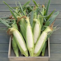 【産地直送】　城地農産ピュアホワイト　10本セット