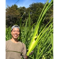 【大阪・能勢 水口農園】焼いてよし煮てよし マコモダケ 2kg（12〜16本目安）