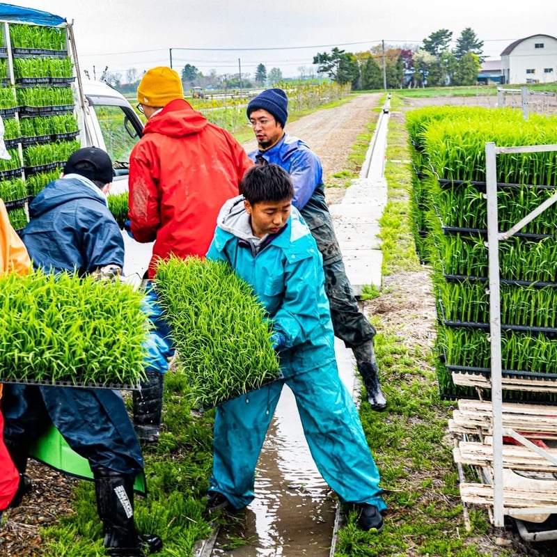 ◎令和7年産 北海道産 特別栽培ゆめぴりか | GOODEARTH STORE ～子ども
