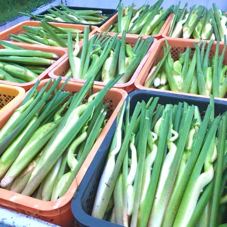 【大阪・能勢 水口農園】焼いてよし煮てよし マコモダケ 2kg（12〜16本目安）