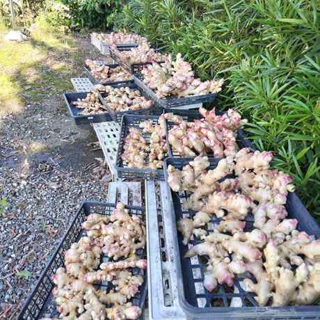 高知県産、無農薬新生姜1kg【ゆめぴりか仲間さん限定】