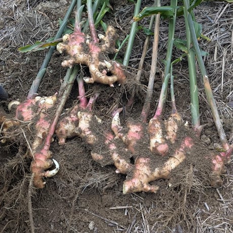 高知県産、無農薬新生姜1kg【ゆめぴりか仲間さん限定】