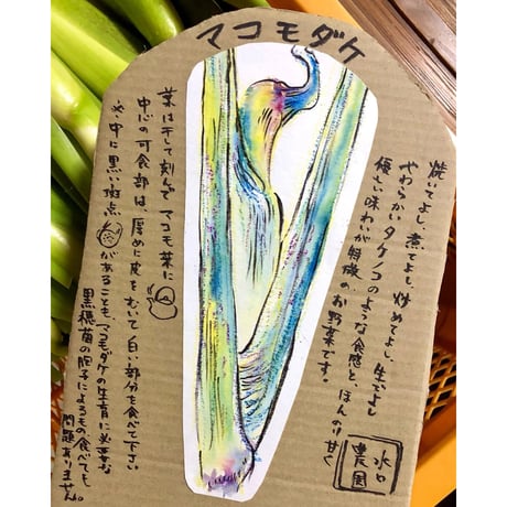 【大阪・能勢 水口農園】焼いてよし煮てよし マコモダケ 2kg（12〜16本目安）