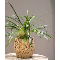 アグラオネマ