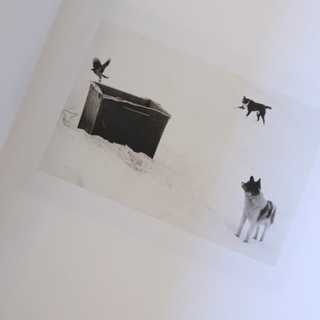 Des Oiseaux / Pentti Sammallahti