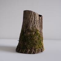 美山胡桃　苔