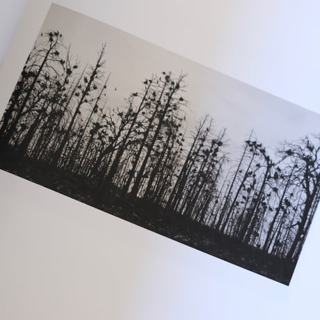 Des Oiseaux / Pentti Sammallahti
