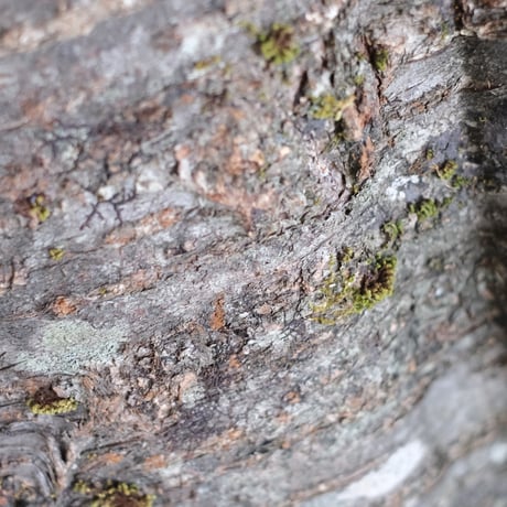 山桜一枚皮特大手提げ籠