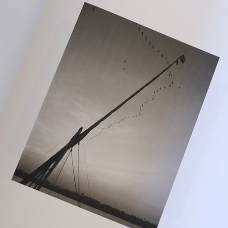 Des Oiseaux / Pentti Sammallahti
