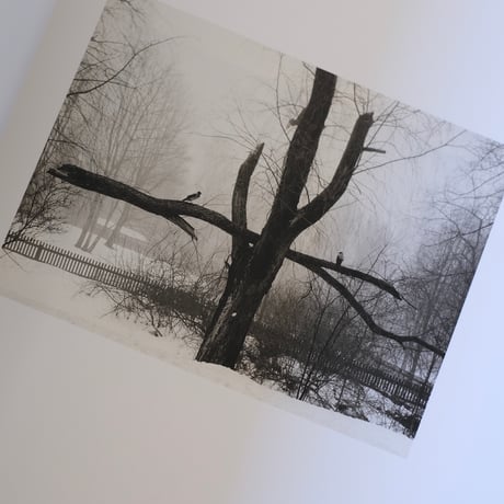 Des Oiseaux / Pentti Sammallahti