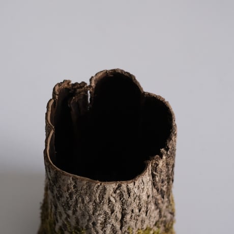 美山胡桃　苔