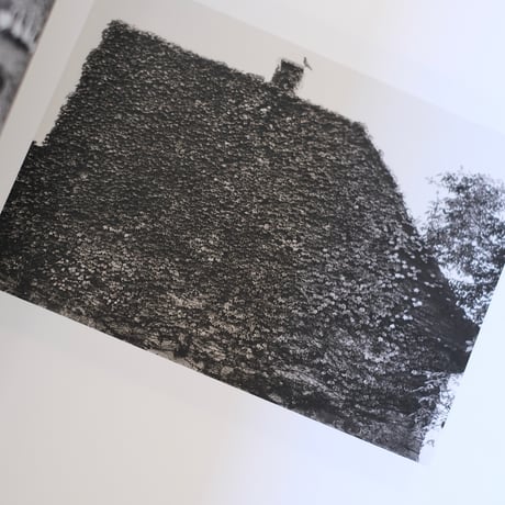 Des Oiseaux / Pentti Sammallahti
