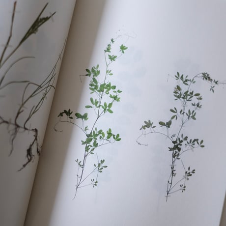 Book of Plants / Anne Geene