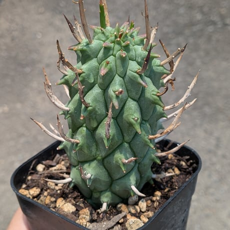 euphorbia | STORES