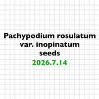 【7.14 採種】Pachypodium rosulatum var. inopinatum 種子10粒/30粒