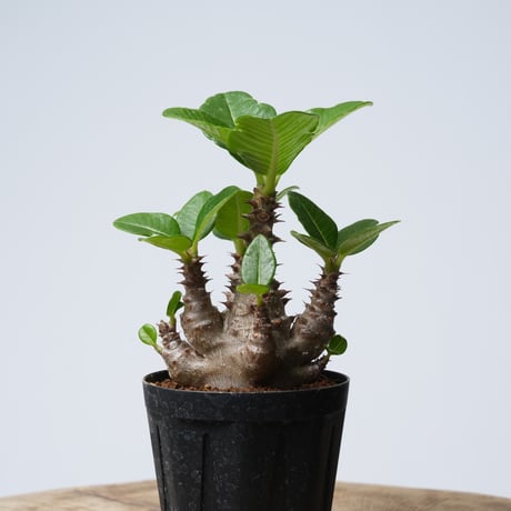 Pachypodium baronii var.windsorii 実生【発根済み】〈幹幅6.1cm〉