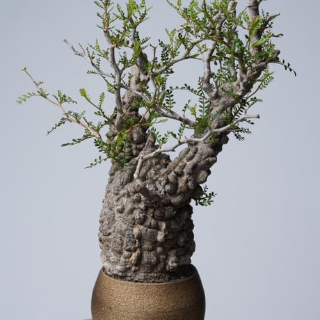 Operculicarya  pachypus 【発根済み】× 中根 楽   〈幹幅10.1cm〉
