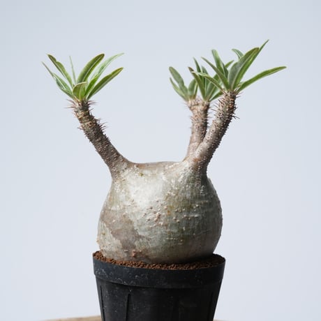 Pachypodium rosulatum var. gracilius   【発根済み】〈幹幅8.6cm〉