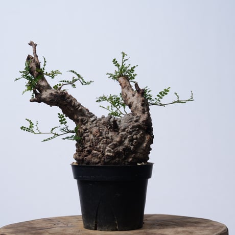 Operculicarya  pachypus 【発根済み】〈幹幅10.7cm〉