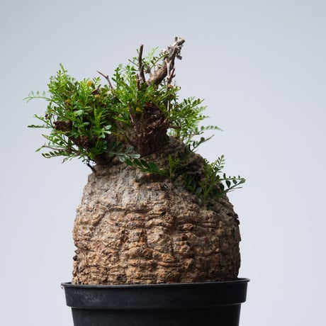 Operculicarya  pachypus 【発根済み】〈幹幅14.2cm〉