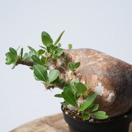 Pachypodium makayense【発根済み】〈幹幅12.9cm〉
