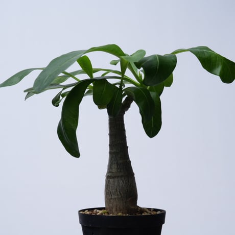 Pachypodium decaryi  【実生】〈幹幅3.5cm〉