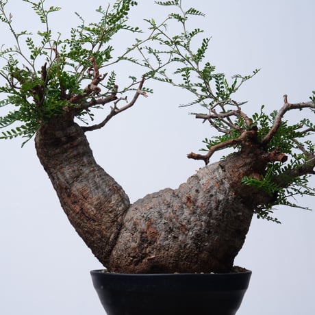 Operculicarya  pachypus 【発根済み】〈幹幅22.5cm〉