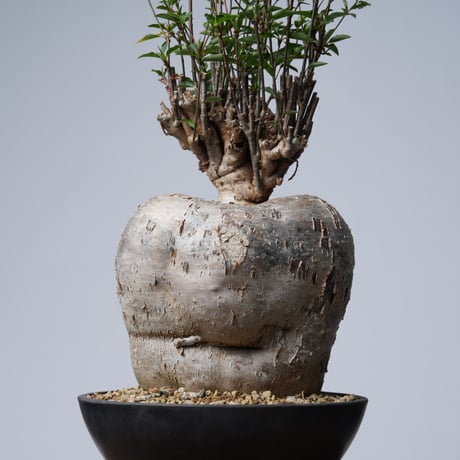 Euphorbia mahabobokensis【発根済み】〈幹幅17.1cm〉