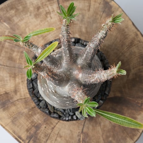 Pachypodium rosulatum var. gracilius × 中川智治   【発根済み】〈幹幅9.8cm〉