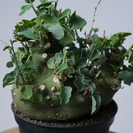 Adenia spinosa 〈幹幅15.4cm〉【発根済み】
