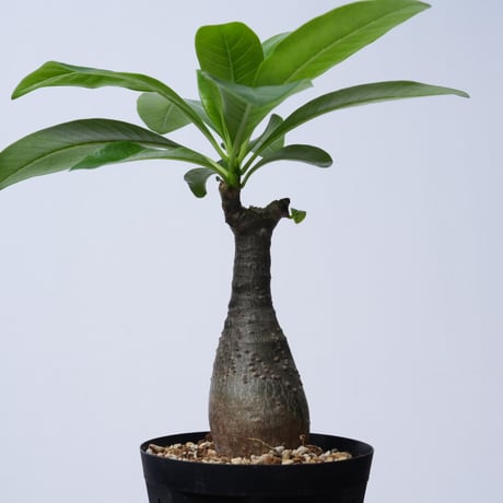 Pachypodium decaryi  【実生】〈幹幅4.6cm〉