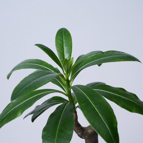 Pachypodium decaryi  【実生】〈幹幅3.8cm〉