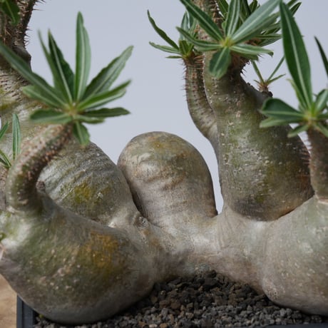 Pachypodium rosulatum var. gracilius 【発根済み】