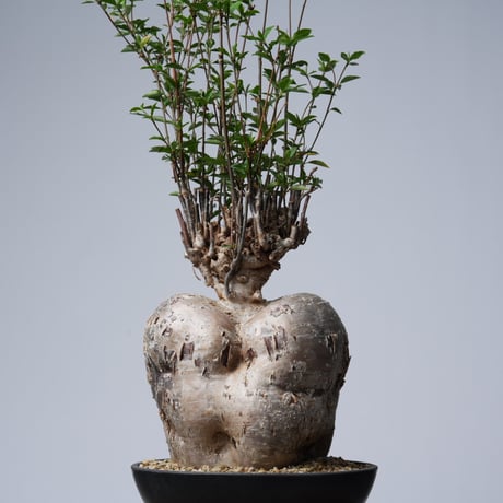 Euphorbia mahabobokensis【発根済み】〈幹幅17.1cm〉
