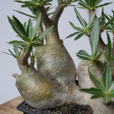 Pachypodium rosulatum var. gracilius 【発根済み】